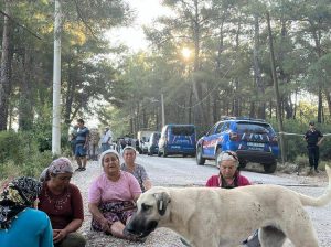 Muğla’da Akbelen Ormanı’nda 3 gündür süren ağaç kesimi devam ediyor.