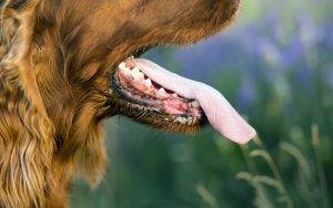Şanlıurfa Siverek’te köpeğinin ısırması sonucu kuduz mikrobuna yakalanan Lütfü Seray’ın