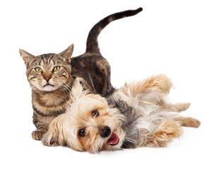 Kedi ve köpeklerin kısırlaştırma işlemi neden bu kadar önemli ?Veteriner
