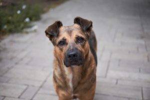 Türkiye Psikiyatri Derneği (TPD) Merkez Yönetim Kurulu sokak köpeklerinin enjeksiyonla