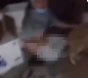İzmir’de Köpek İstismarı ! Hayvanların Yaşam Hakları Konfederasyonu (HAYKONFED) Başkan
