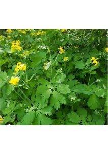 Kırlangıç Otu (Chelidonium majus) ve Sağlığa Faydaları hakkında açıklama yapan