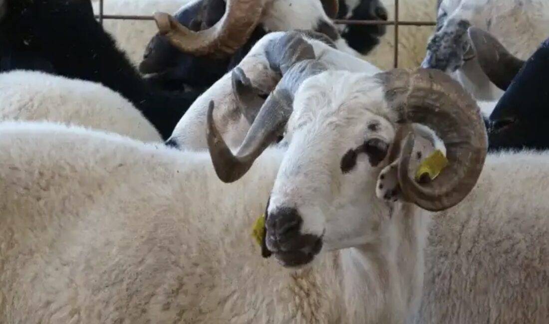 Kurban Bayramı yaklaşırken vekâletle kurban bağışı yapmak isteyenlerin sayısı artıyor.